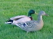 duck4.jpg (7024 バイト)