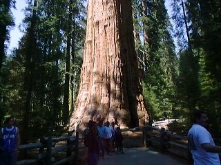 Sequoia.jpg (91523 バイト)