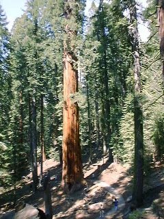 Sequoia3.jpg (110570 バイト)