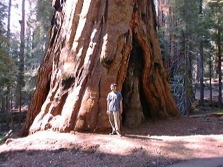 Sequoia4.jpg (97753 バイト)