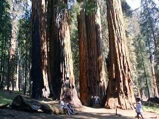 Sequoia5.jpg (103356 バイト)