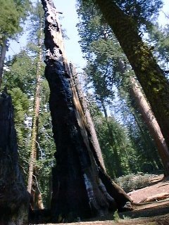 Sequoia7.jpg (96631 バイト)